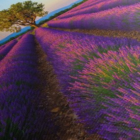 Tablou - Câmp de lavandă (120x50 cm)