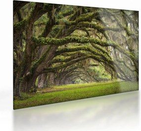 Tablou pe sticlă - Oaks Avenue, Charleston, Carolina de Sud, SUA (70x50 cm)