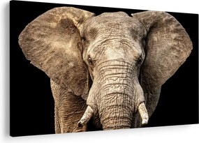 Tablou - Elefant african (90x60 cm)