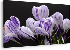 Tablou - Crocus violet (90x60 cm)