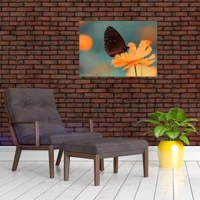 Tablou - fluture pe o floare portocalie (70x50 cm)