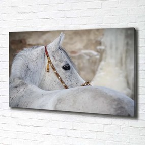 Tablou pe pânză canvas Cal arab alb