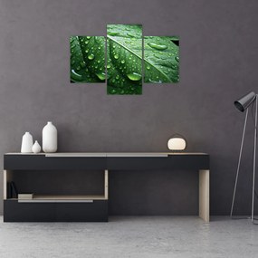 Tablou - Detaliu de frunze după ploaie (90x60 cm)