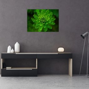 Tablou pe sticlă cu coniferi (70x50 cm)
