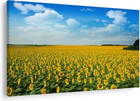 Tablou - câmp cu floarea soarelui (90x60 cm)