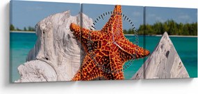 Tablou cu stea de mare (cu ceas) (90x30 cm)