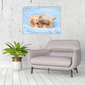 Tablou - Pisicuțe adormite (70x50 cm)