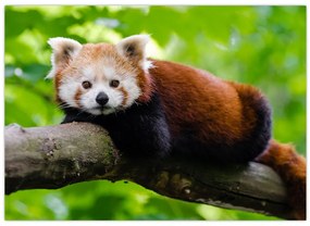 Tablou cu panda roșie (70x50 cm)