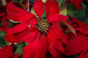 Aranjament floral mare decor festiv design LUX ALICE RED STAR H-105cm