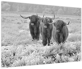 Tablou - Vaci scoțiene,alb-negru (90x60 cm)