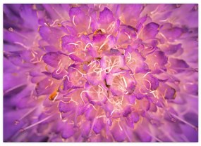 Tablou detailat cu floare (70x50 cm)