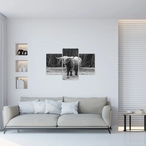 Tablou - Vacă scoțiană 3,alb-negru (90x60 cm)