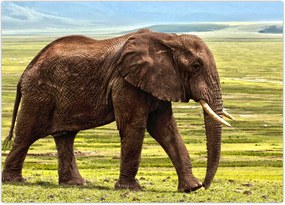 Tablou - Elefantul (70x50 cm)