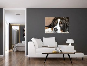 Tablou cu câine (90x60 cm)