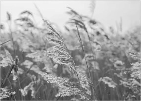 Tablou - Iarba în vânt (70x50 cm)