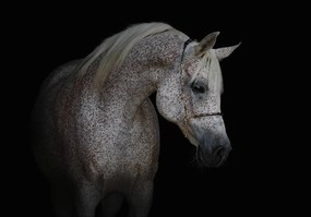 Fototapet - Calul alb (254x184 cm)