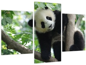 Tablou - Panda in copac (90x60 cm)