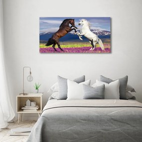 Tablou pe pânză canvas Cai de luptă în avans