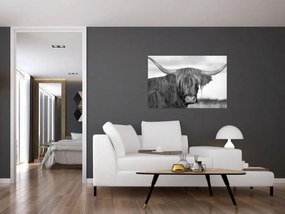 Tablou - Vacă scoțiană 2,alb-negru (90x60 cm)