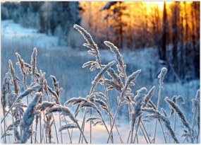 Tablou - Pajiște de iarnă (70x50 cm)