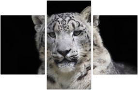 Tablou - Snow Leopard (90x60 cm)