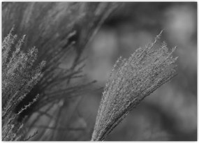 Tablou - Iarbă de pampas uscată (70x50 cm)