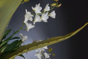 Aranjament floral mare design LUX ETERNITY BOWL ATHENA 1142260.95