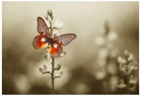 Fototapet fluture flori