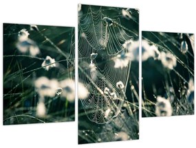 Tablou - Pânză de păianjen (90x60 cm)