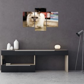 Tablou cu pisica albăr (90x60 cm)