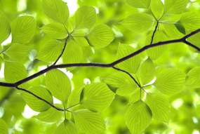 Tapet Leaves, Rebel Walls