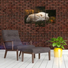 Tablou - Lupul care se odihnește (90x60 cm)