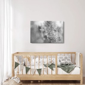 Tablou - Iarbă de pampas Boho (90x60 cm)
