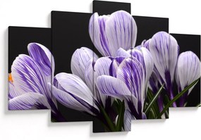 Tablou - Crocus violet (150x105 cm)