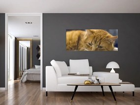 Tablou cu pisica (120x50 cm)