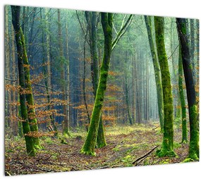 Tablou cu pădure (70x50 cm), în 40 de alte dimensiuni noi
