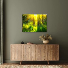 Tablou pe sticlă - Trezirea de primăvară a pădurii (70x50 cm)