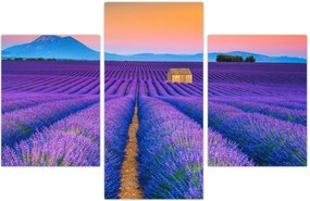 Tablou - Câmp de levănțica (90x60 cm)