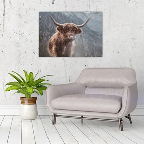 Tablou - Vaca Highlander (70x50 cm)