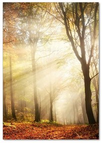 Fotografie imprimată pe sticlă pădure în toamna