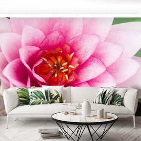 Fototapet Floare de lotus