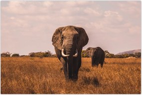 Tablou - Venirea elefantului (90x60 cm)