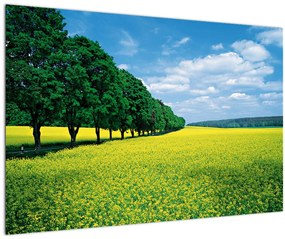 Tablou - Câmp cu alei (90x60 cm)