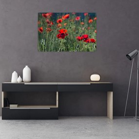 Tablou - Lunca cu maci (90x60 cm)