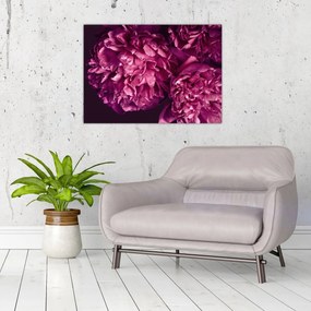 Tablou - Floarea bujorului (70x50 cm)