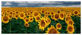 Tablou câmpului de floarea soarelui (120x50 cm)