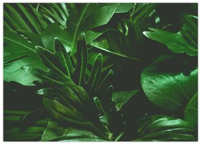 Tablou pe sticlă - Frunze de palmier (70x50 cm)