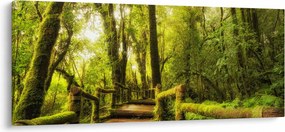 Tablou junglei cu mușchi (120x50 cm)