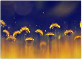 Tablou - Păpădii (70x50 cm)