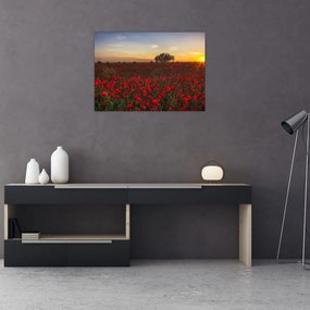Tablou pe sticlă cu lunca și macii (70x50 cm)